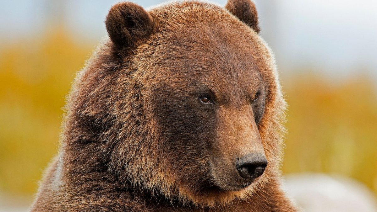 Морда медведя