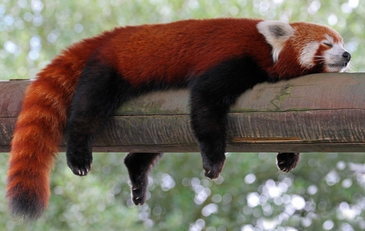 Красная Панда малая Панда
