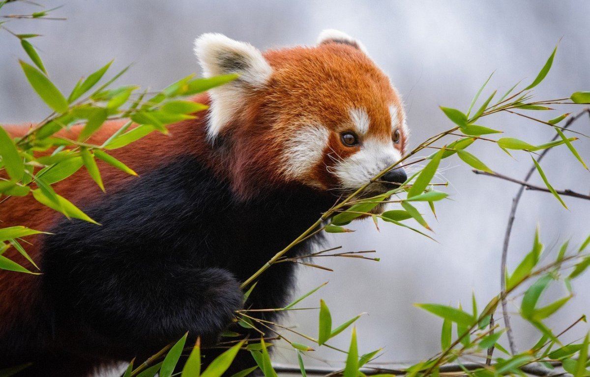 Малая (красная) Панда Стайана