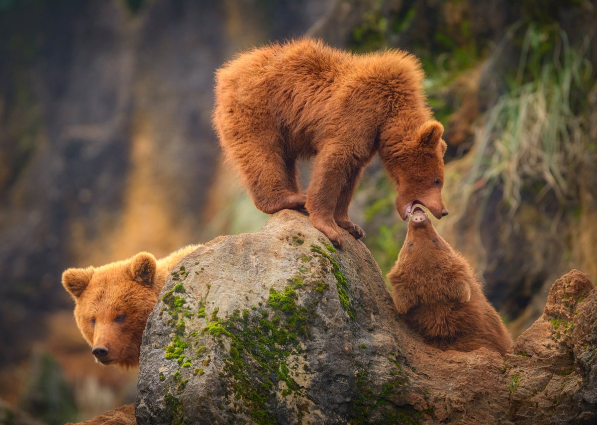 Красивый медведь