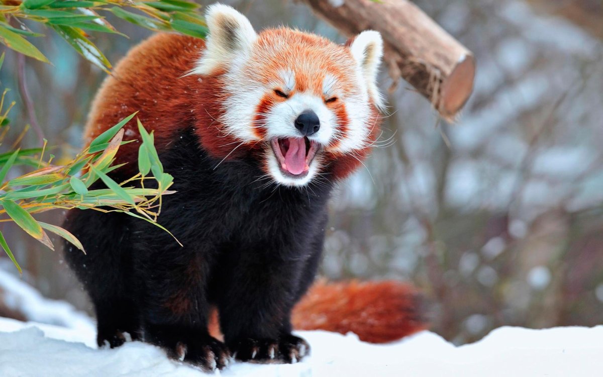 Енотовидная Панда