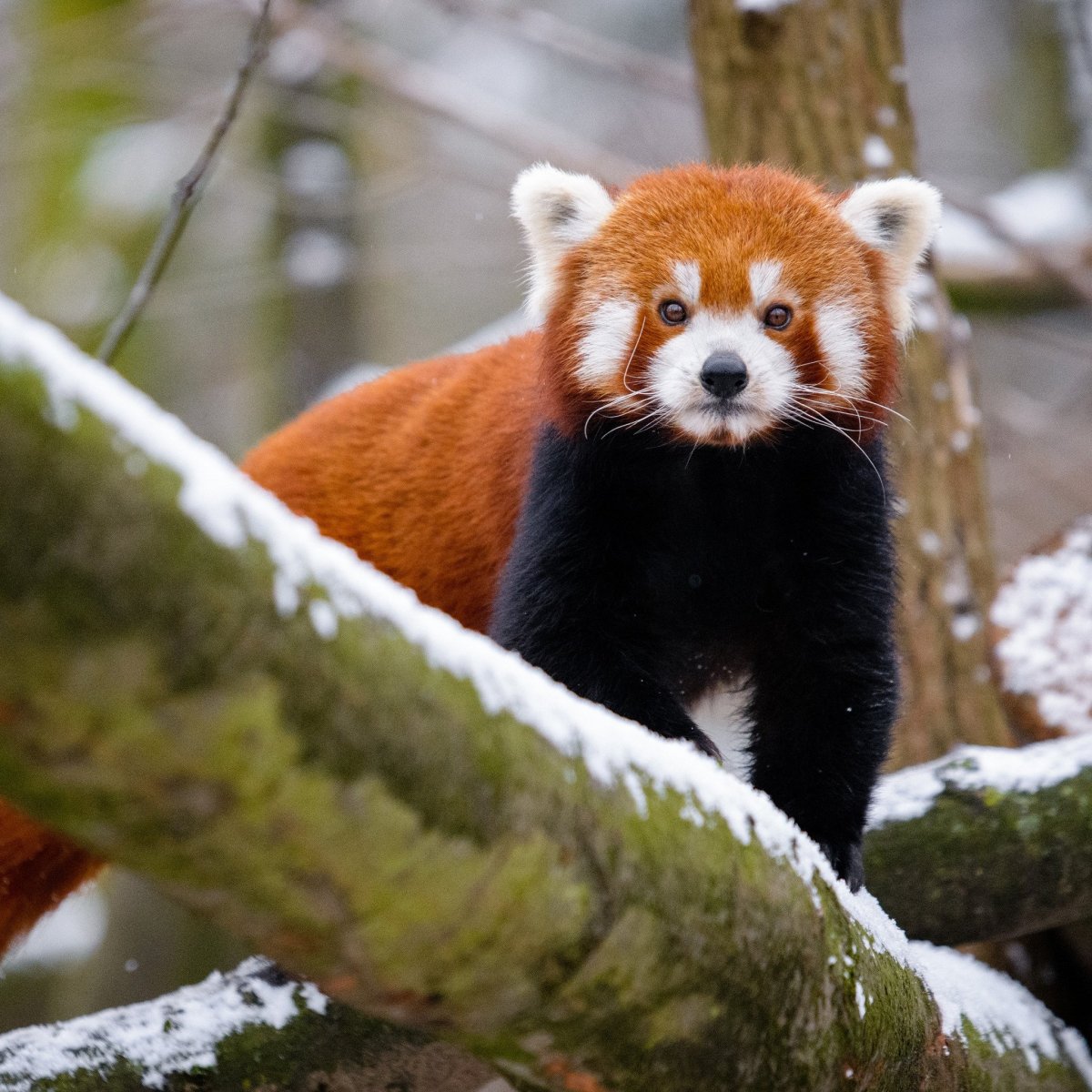 Гималайская красная Панда