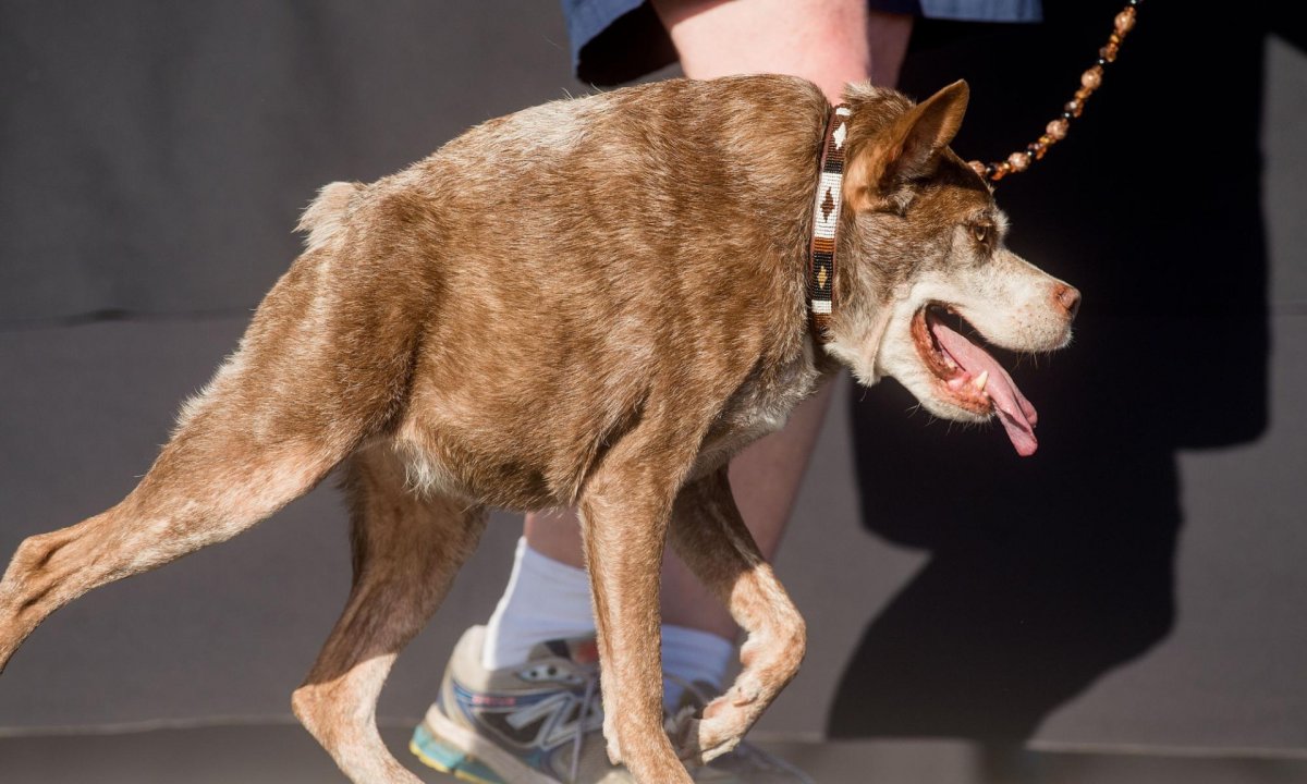 Голландская овчарка Квазимодо псина