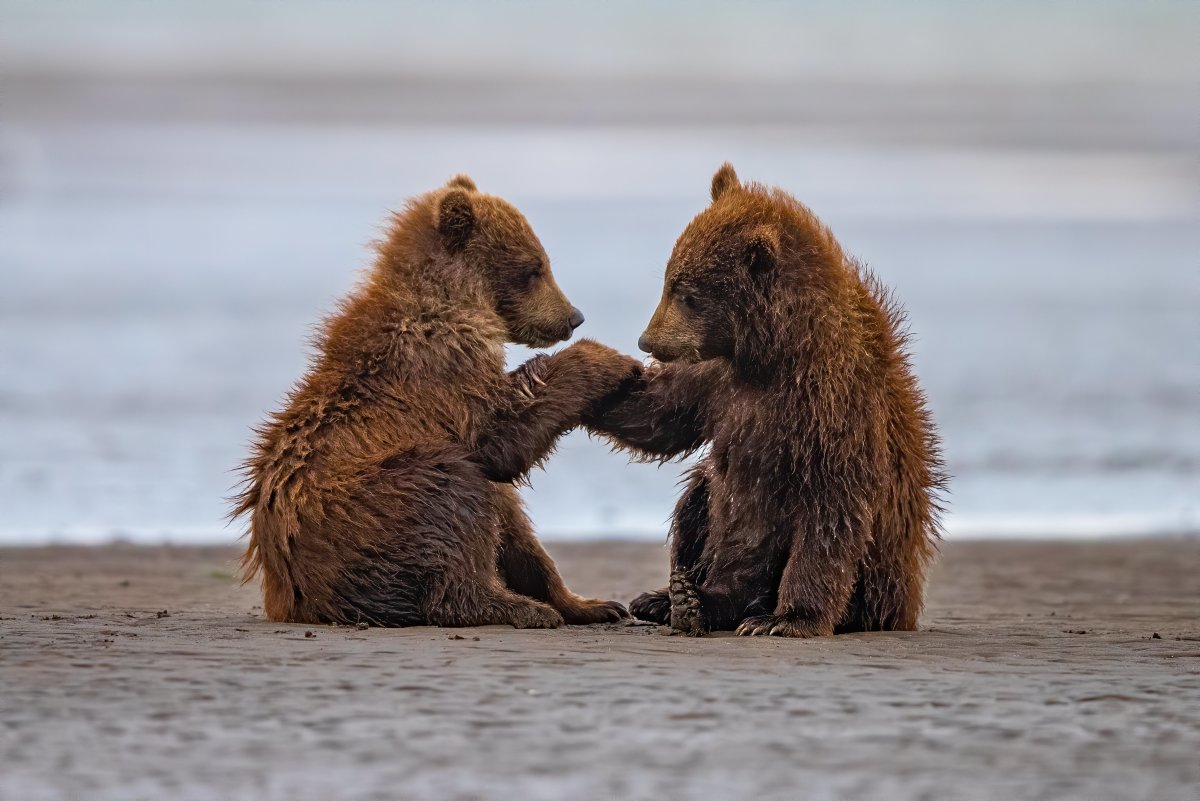 Медведь на берегу реки