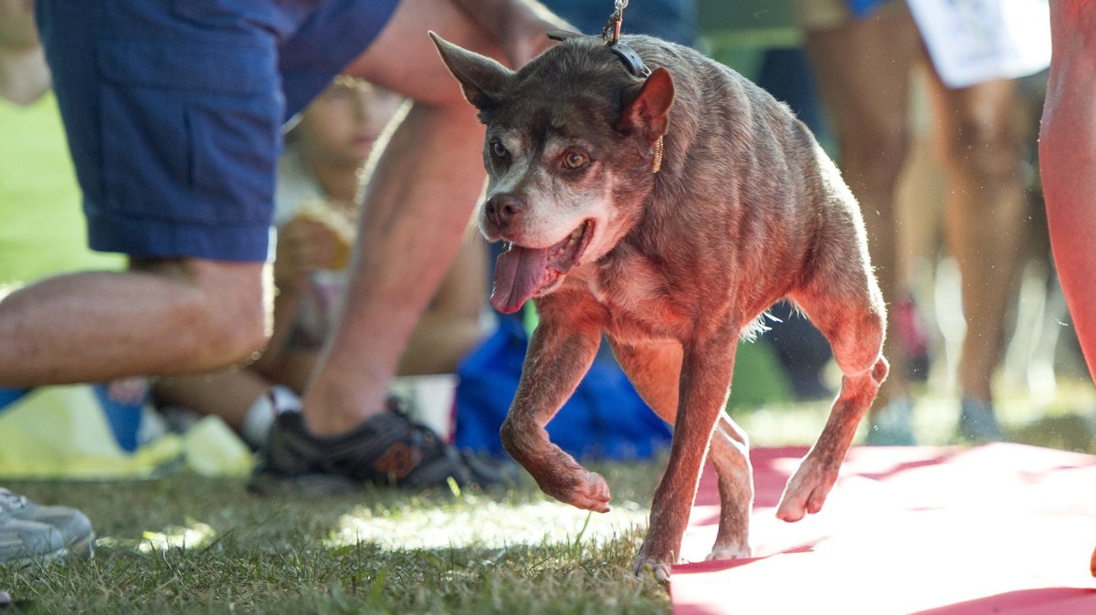 Пёс Квазимодо овчарка