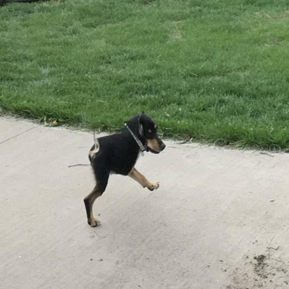 Сутулая собака порода