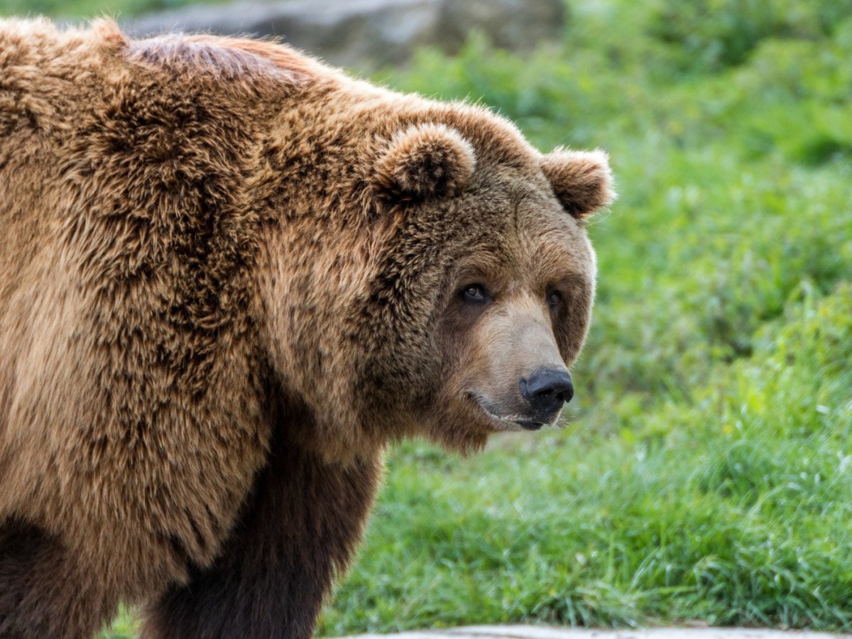 Медведь Гризли