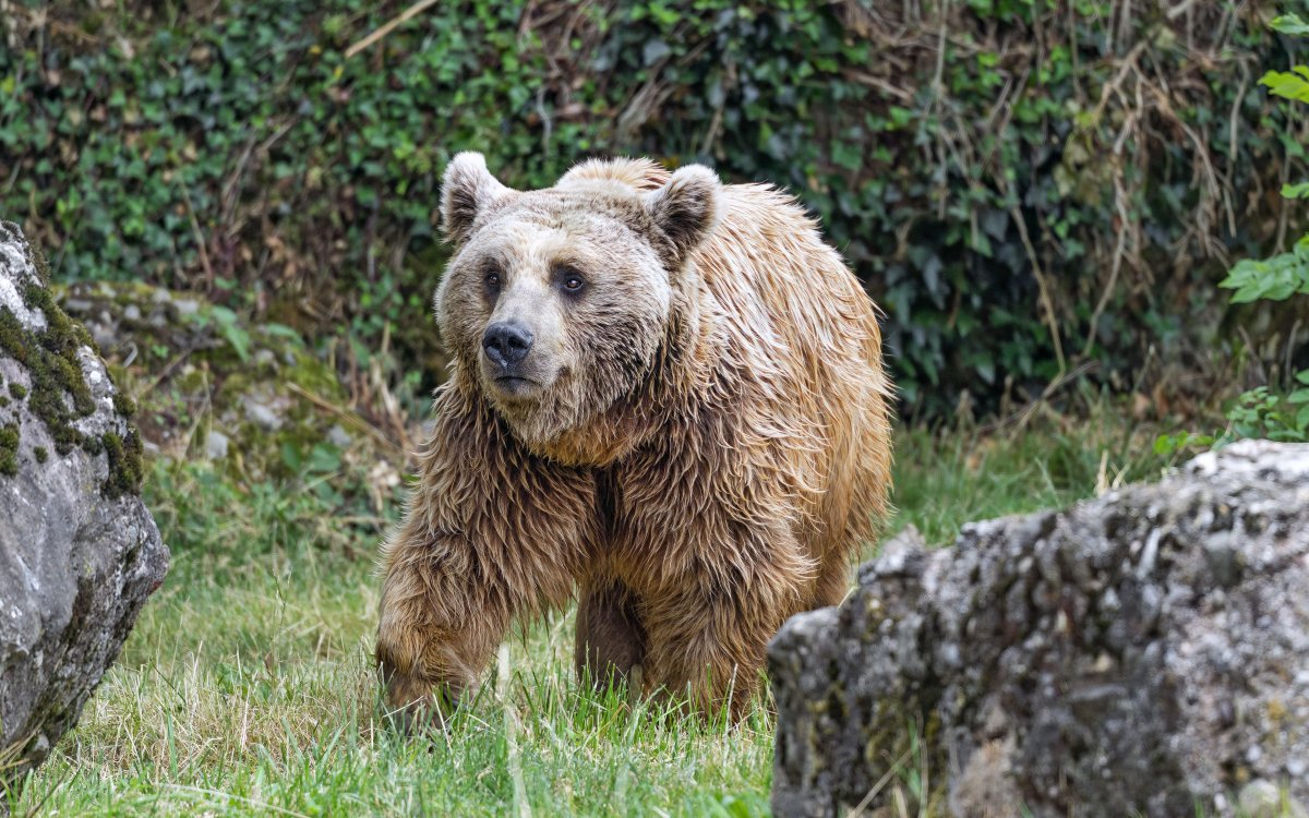 Тянь-шаньский бурый медведь