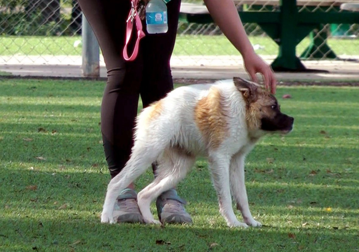 Немецкая овчарка Квазимодо