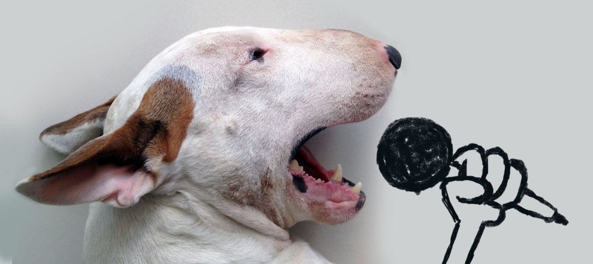 Бультерьер Jimmy