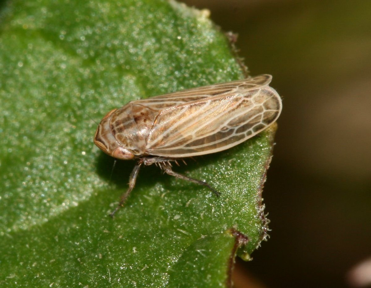 Хлебная цикадка