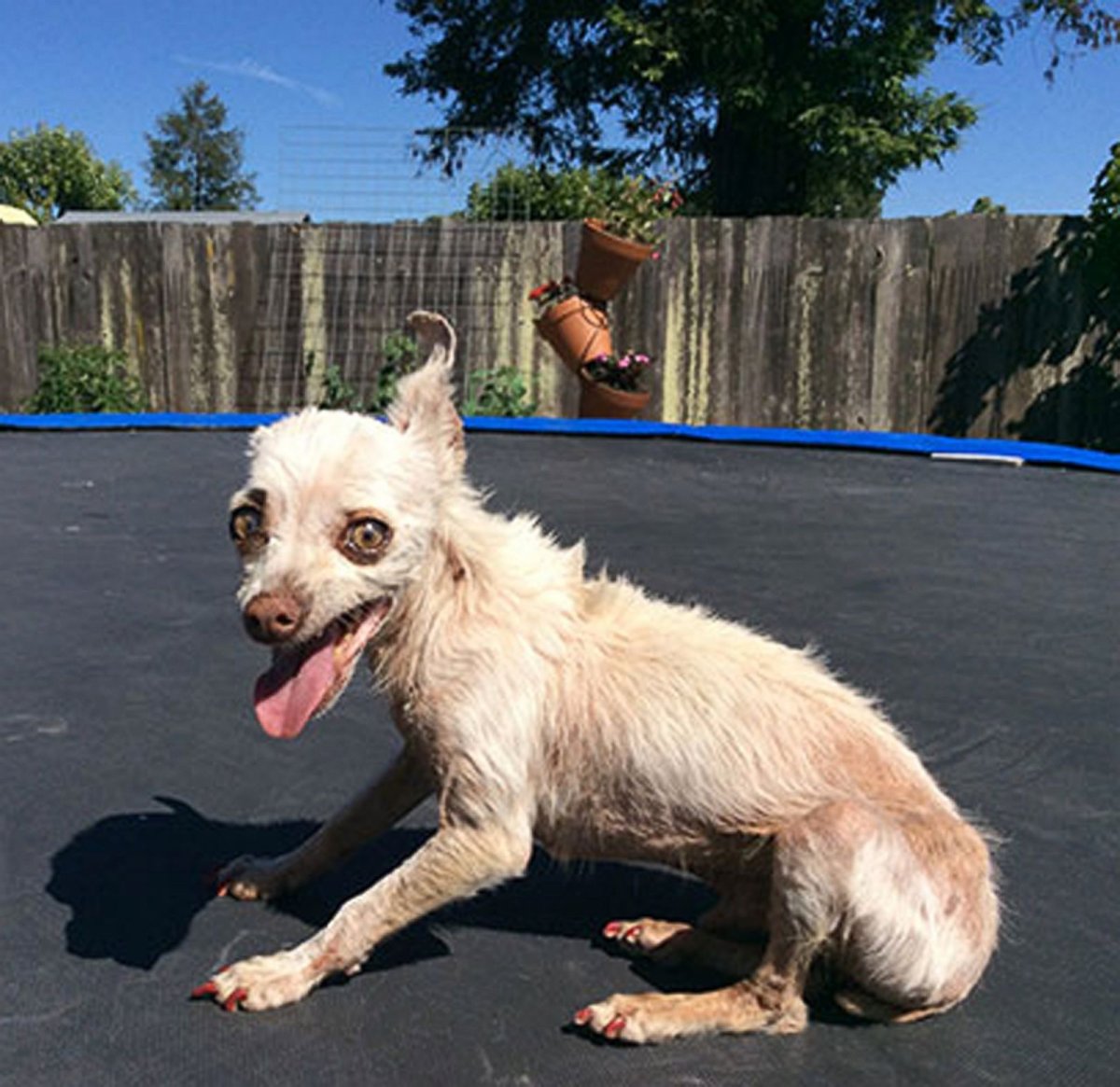 Чихуахуа китайская хохлатая