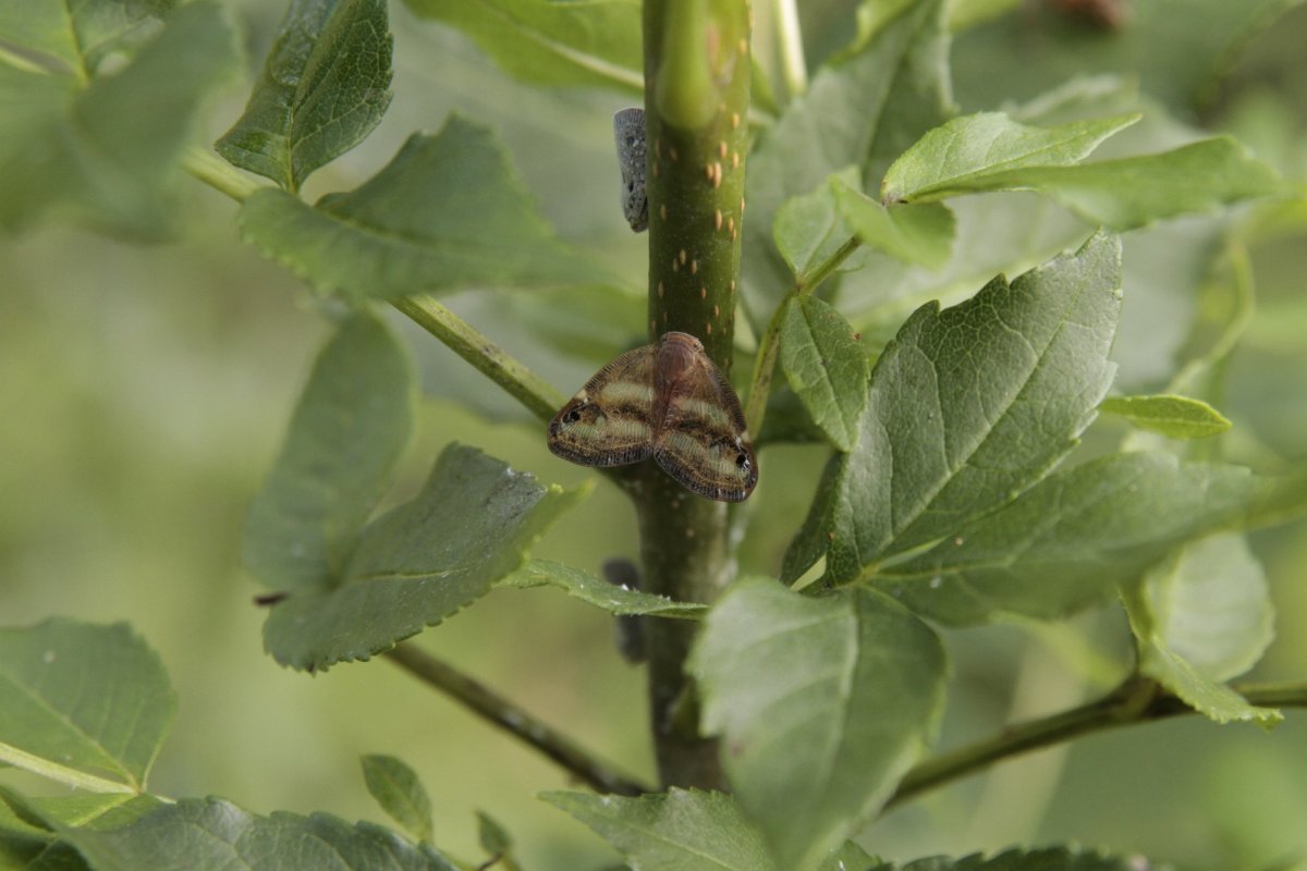 Цикадка-бабочка японская Ricania japonica
