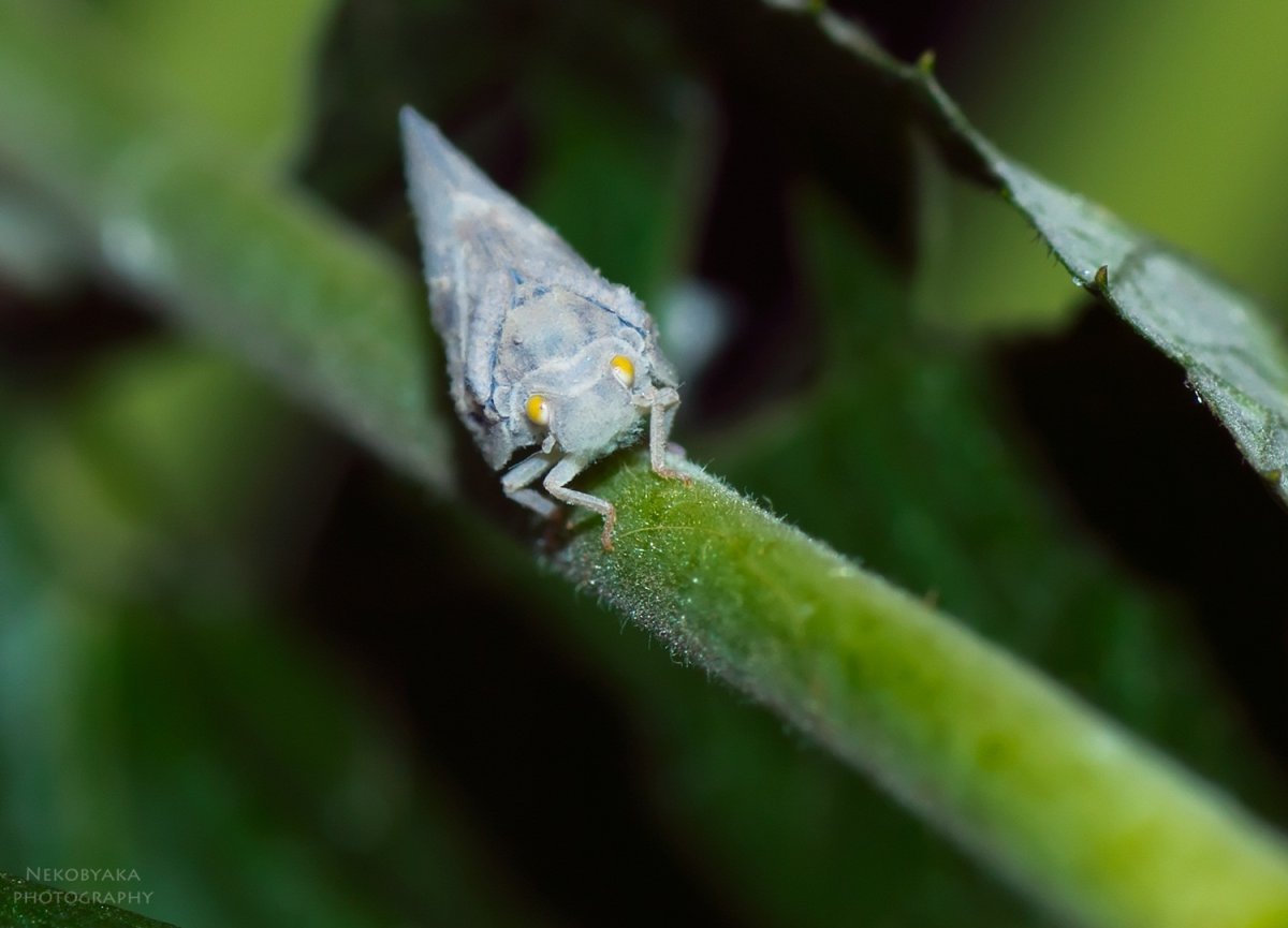 Буйволовидная цикадка