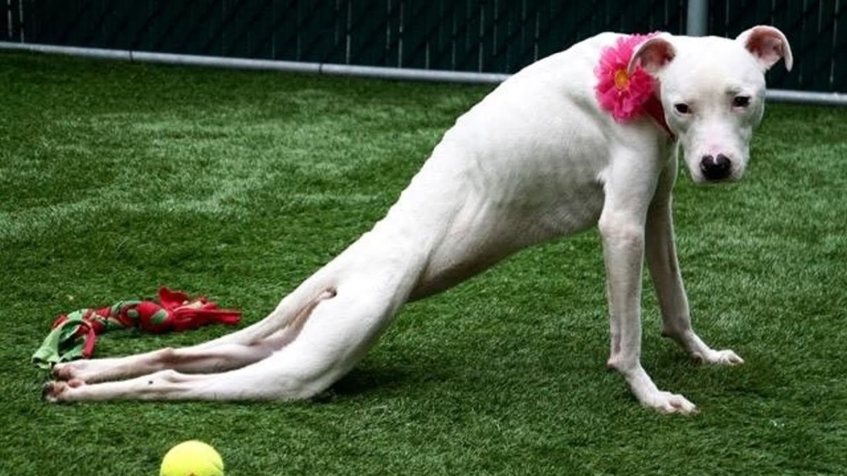 Самая худая собака в мире