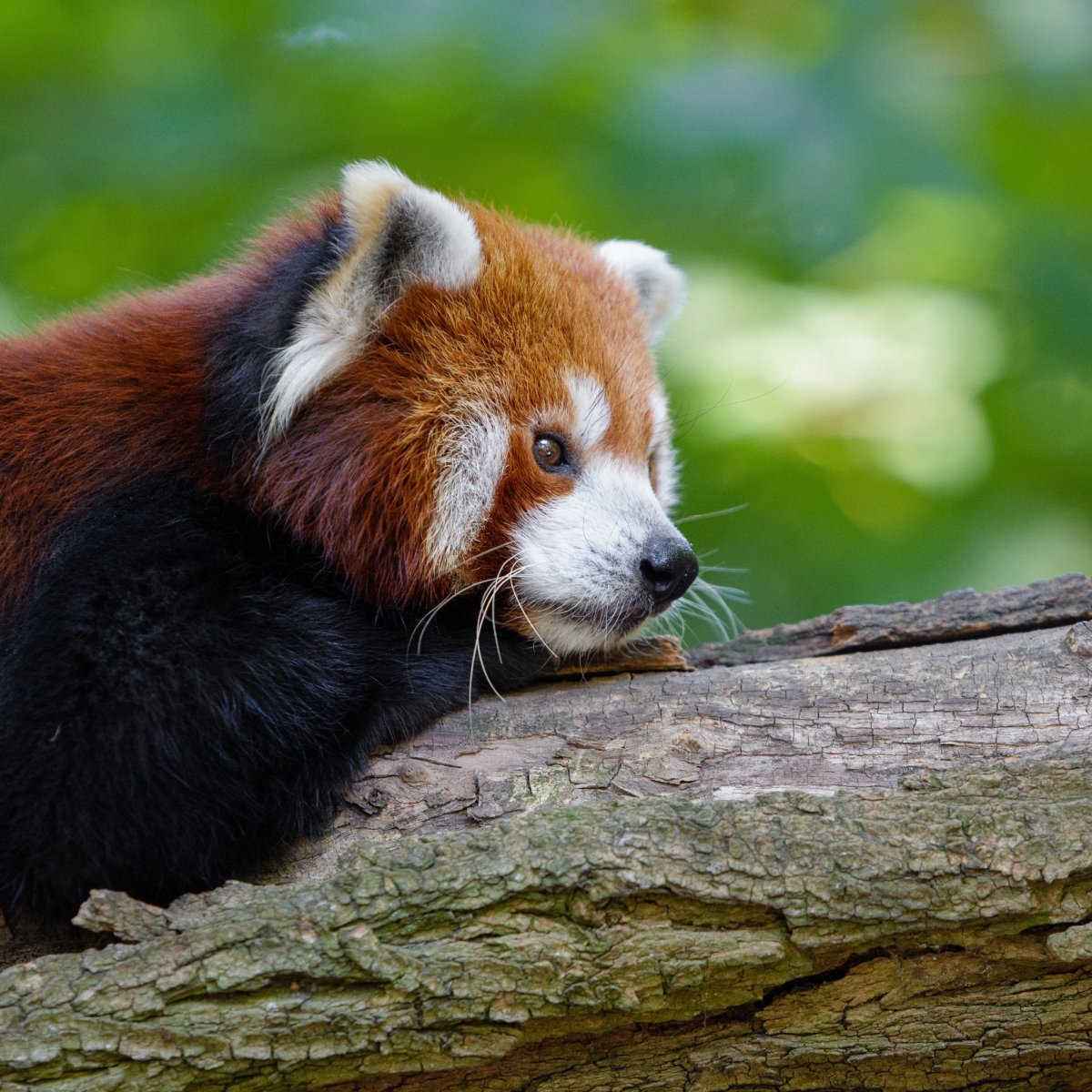 Панда на Красном фоне