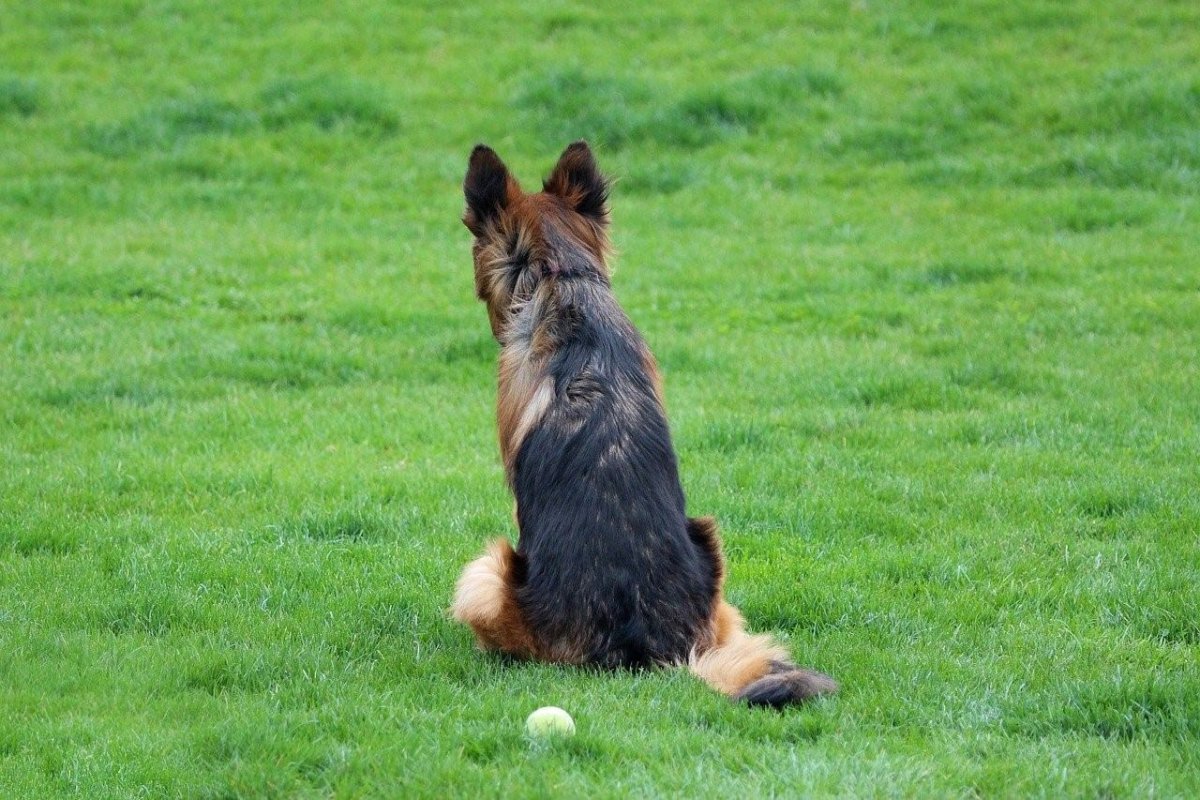 Овчарка со спины