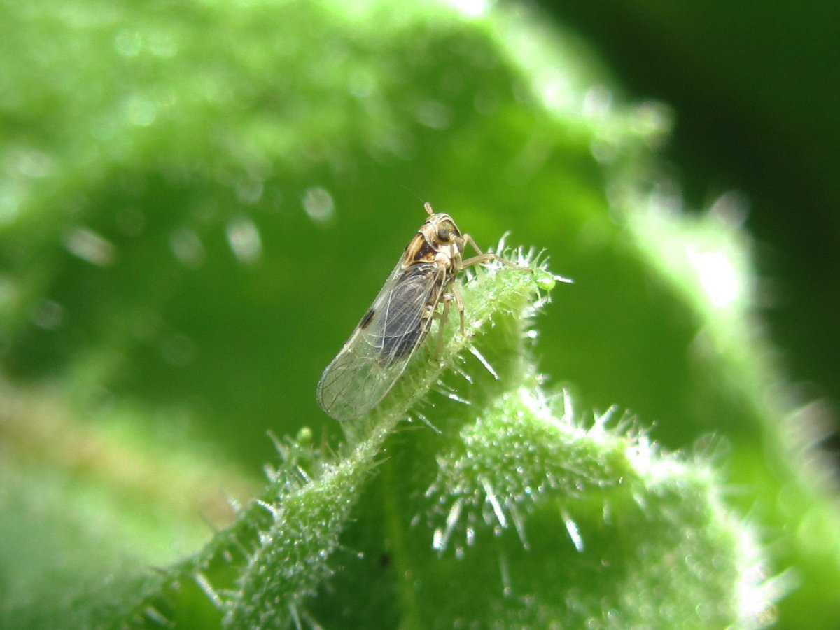 Мучнистая цикадка