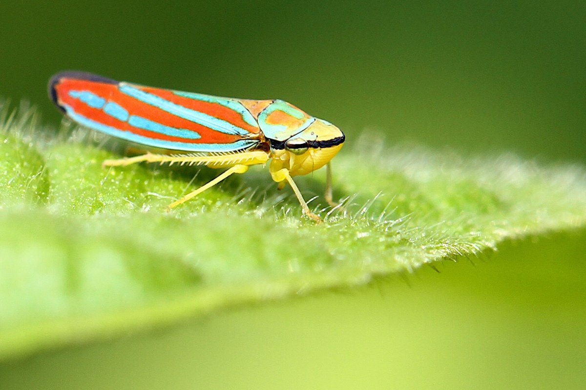 Corn leafhopper