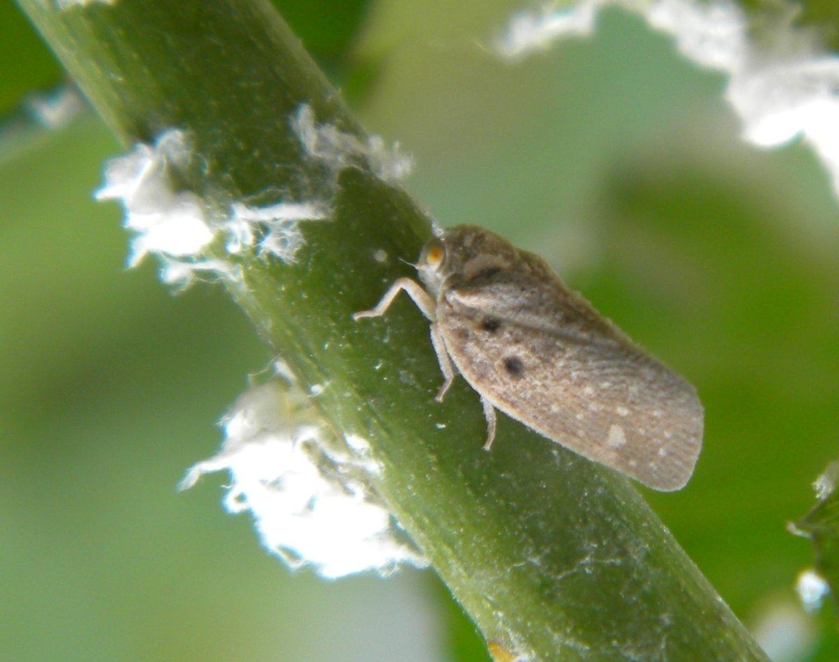 Цикадка Виноградная зеленая