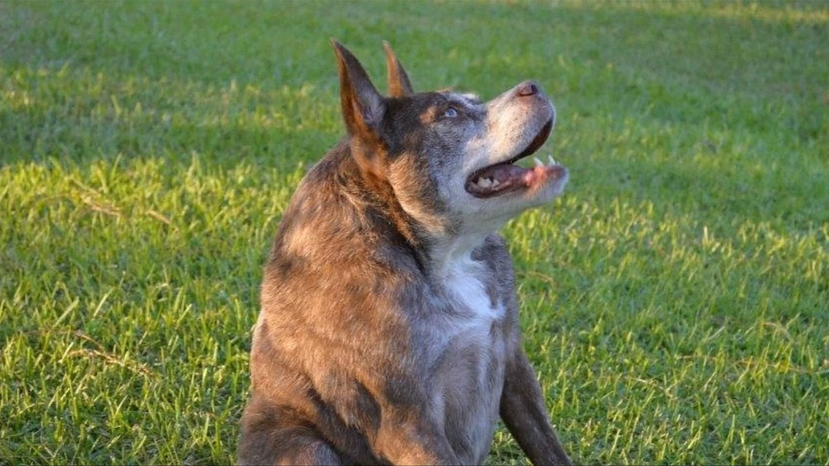 Голландская овчарка Квазимодо псина