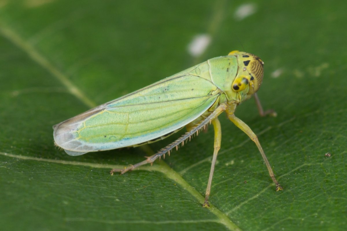 Хлебная цикадка