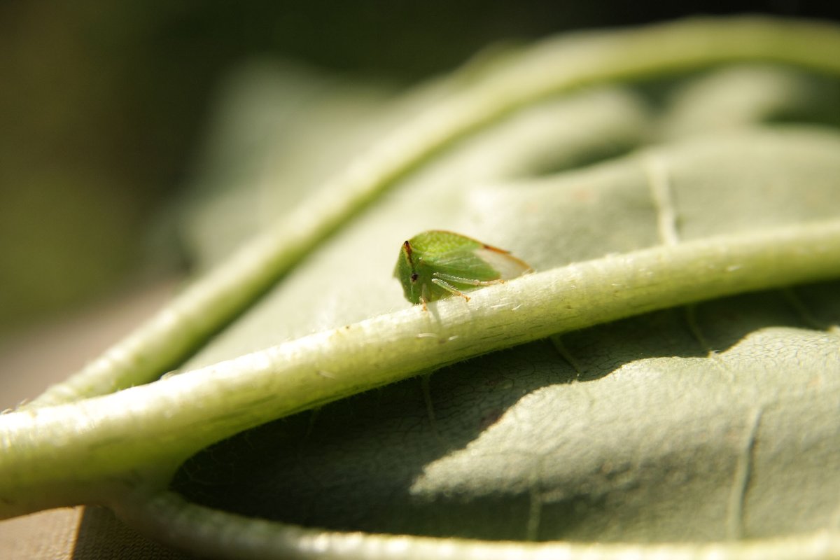 Буйволовидная цикадка