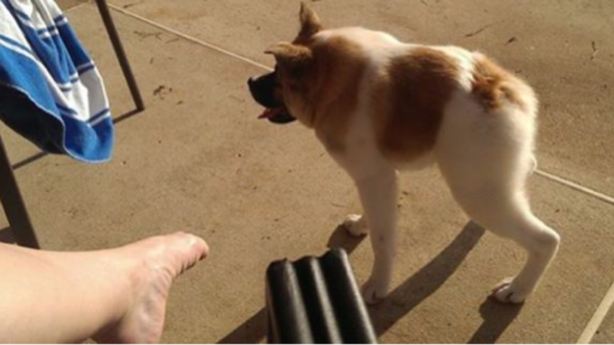 Собака с синдромом Дауна