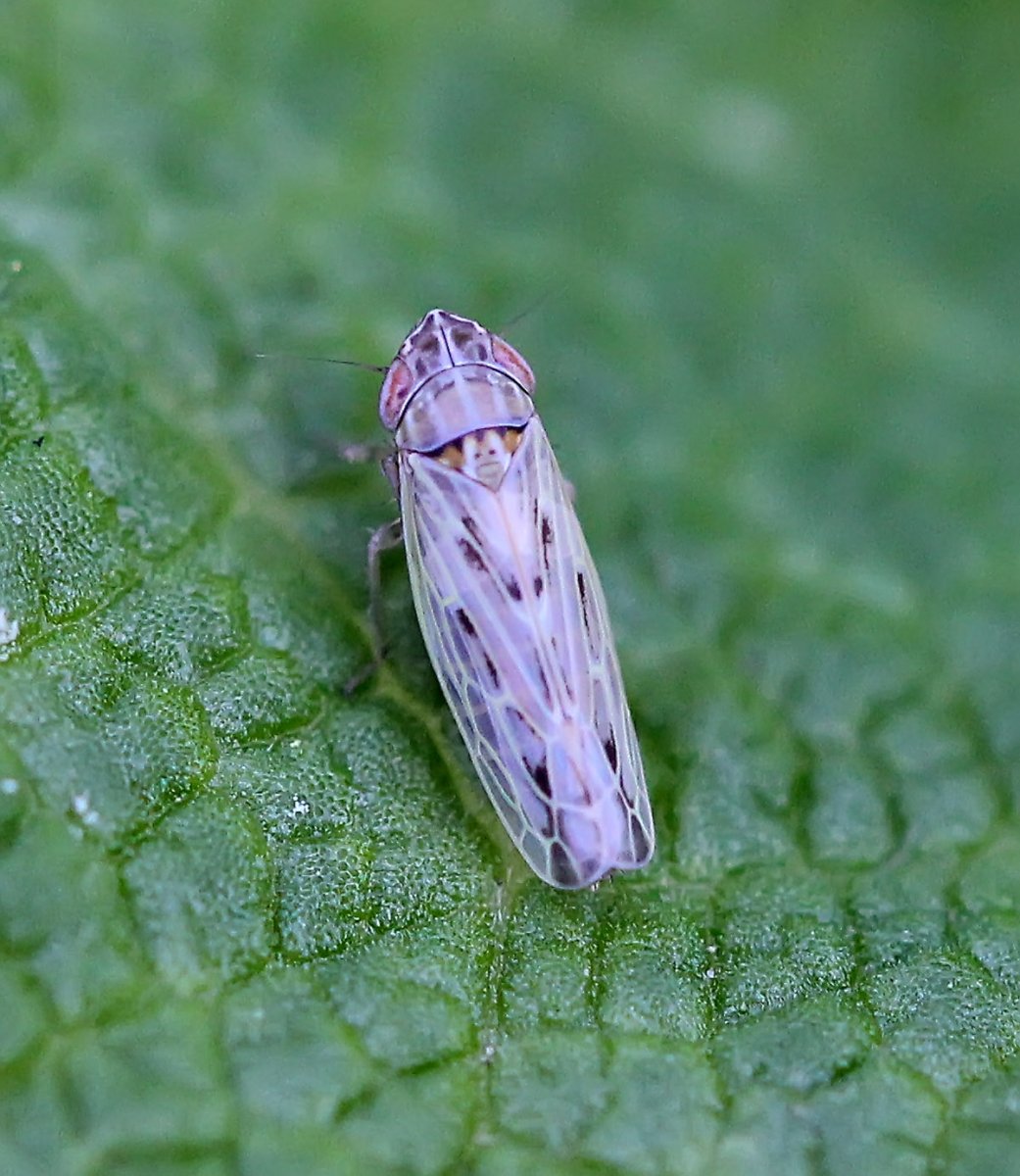 Злаковая цикадка