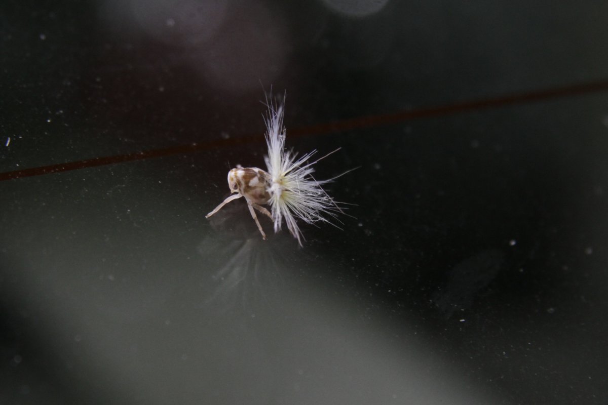 Личинка цикады с пушистым хвостом