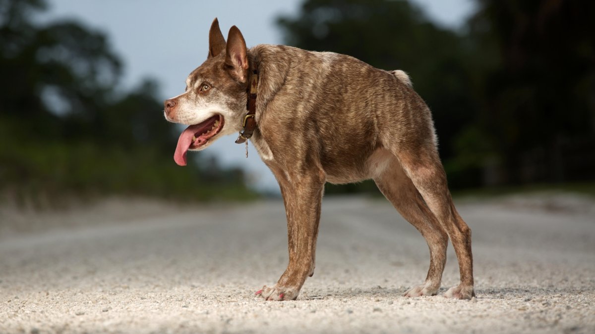 Собака с коротким позвоночником
