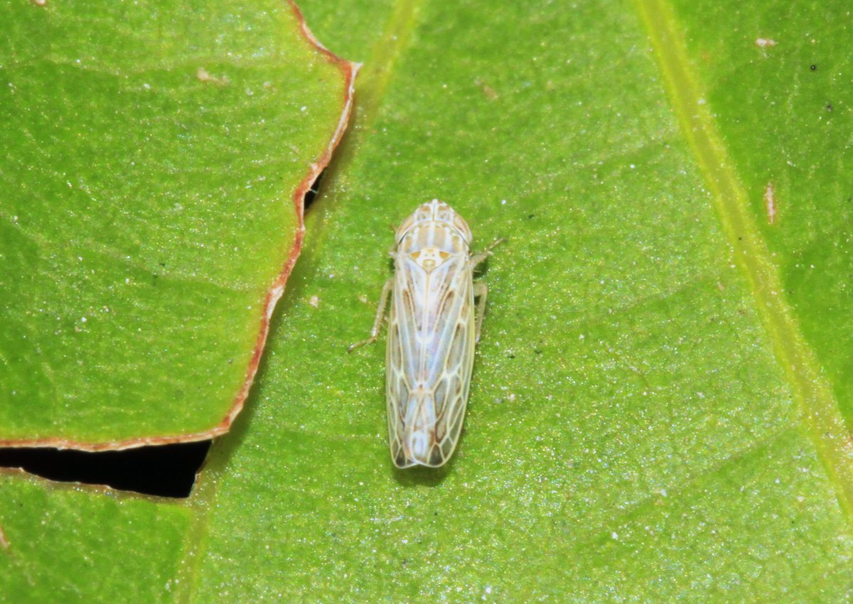 Шеститочечная цикадка - macrosteles laevis Rib.