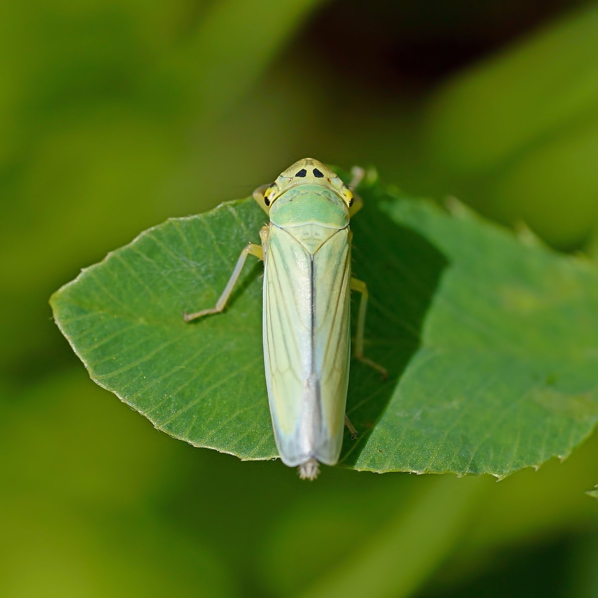 Полосатая цикадка личинка