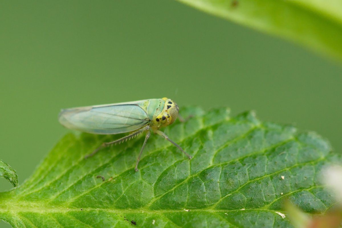 Хлебная цикадка