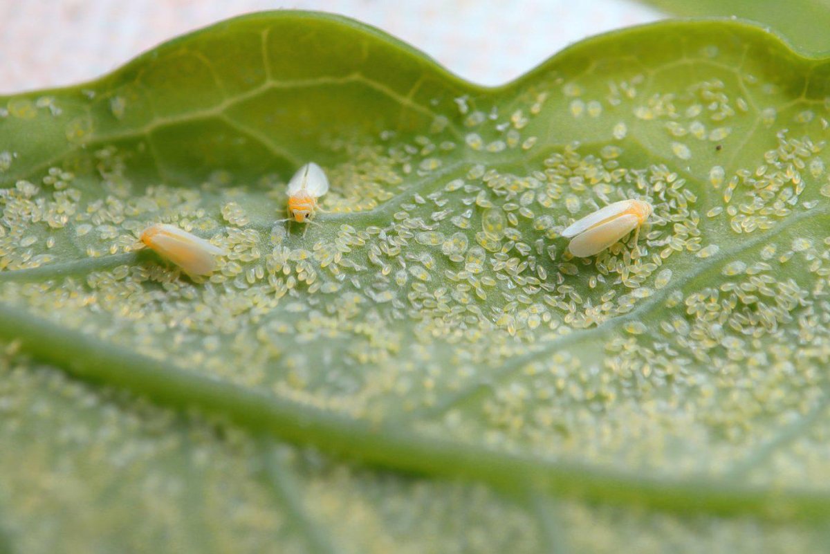 Белокрылка личинки
