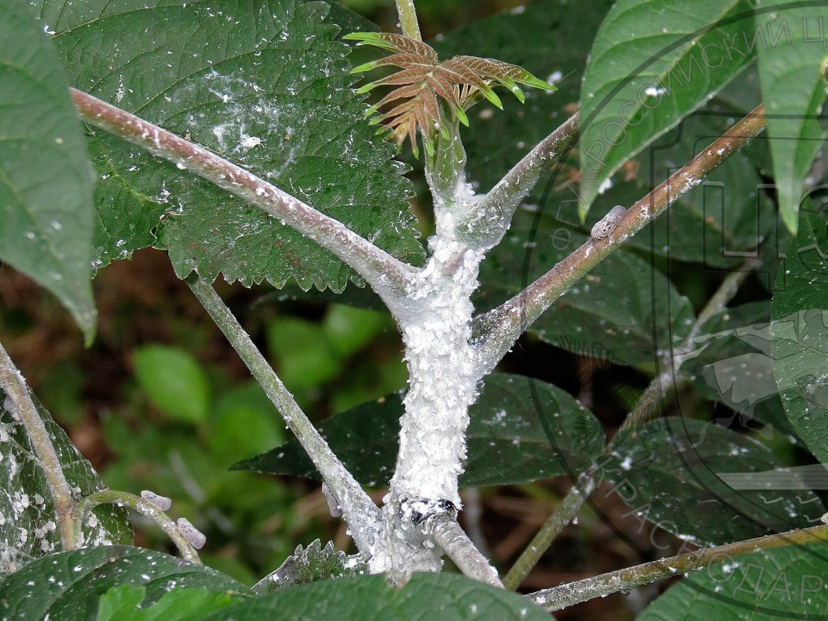 Цикадка войлочная