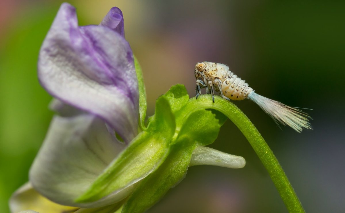 Цикадка личинка вредитель нимфа