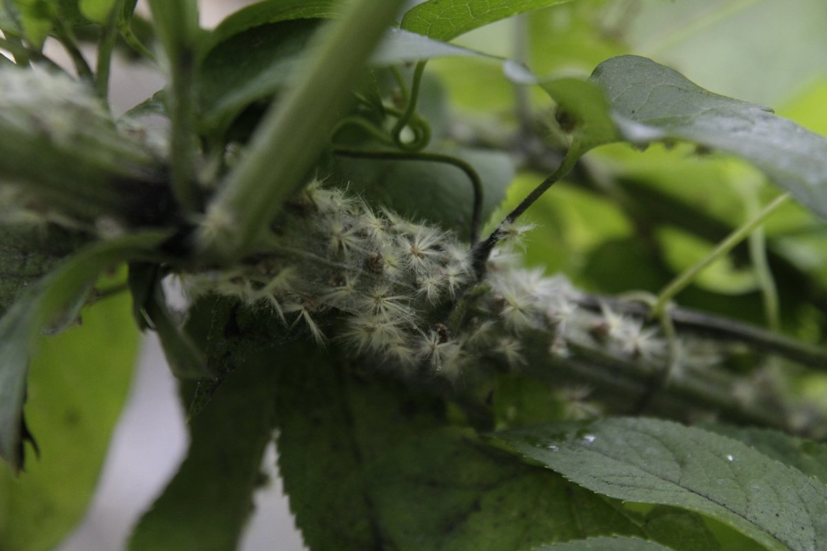 Цикадка бабочка японская