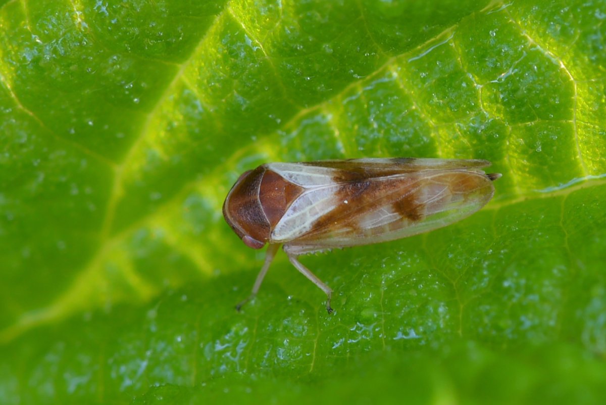 Личинка бабочки цикадки японской