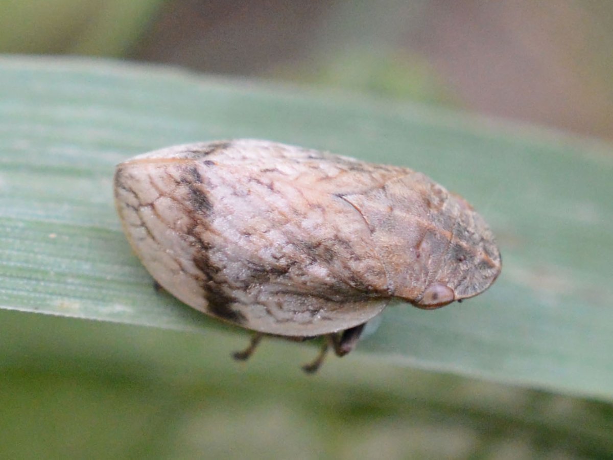 Lepyronia coleoptrata (Linnaeus, 1758)