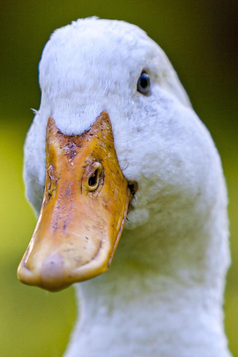 Утиный клюв