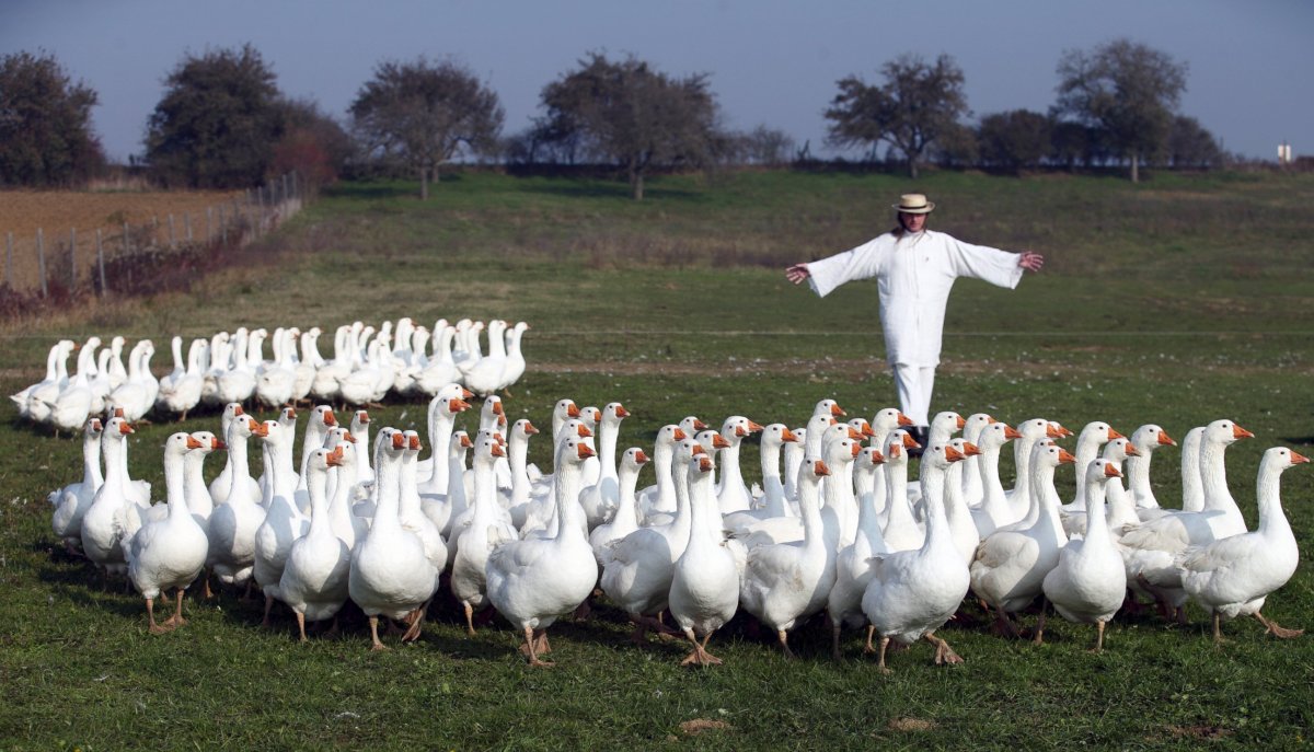 Армия гусей