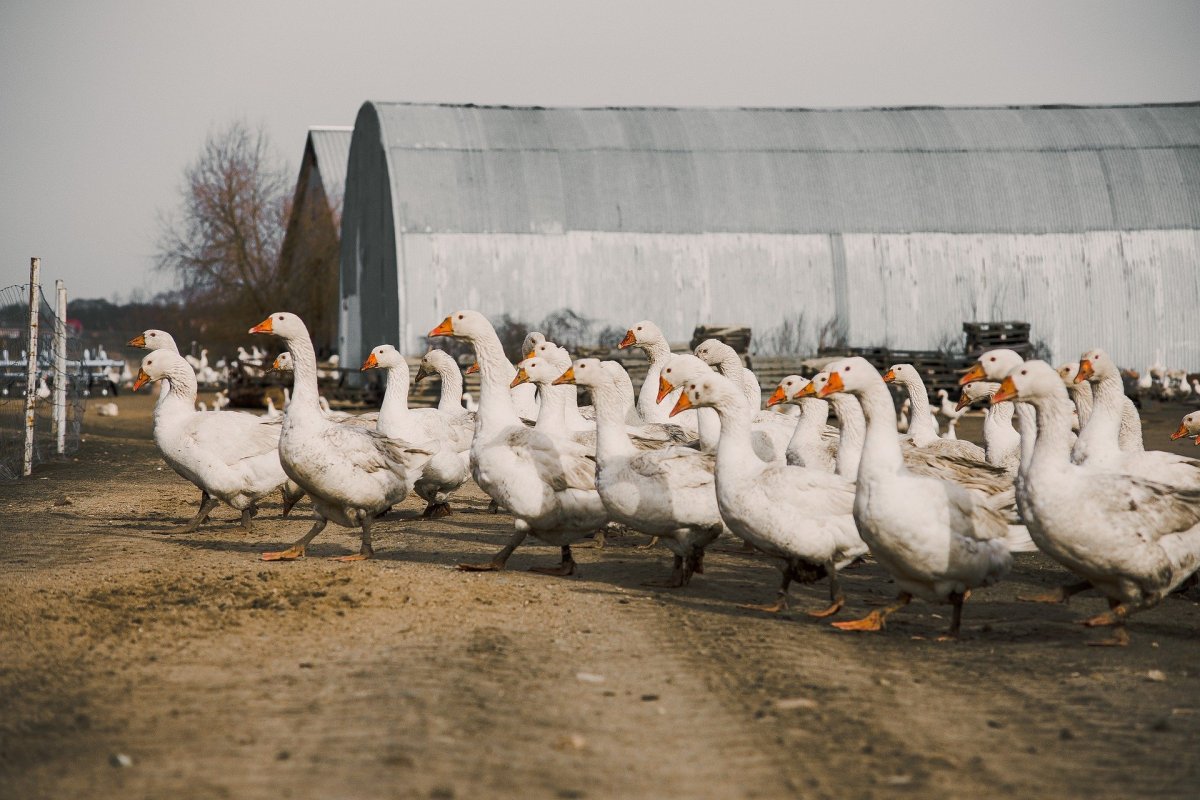 Гусиное стадо