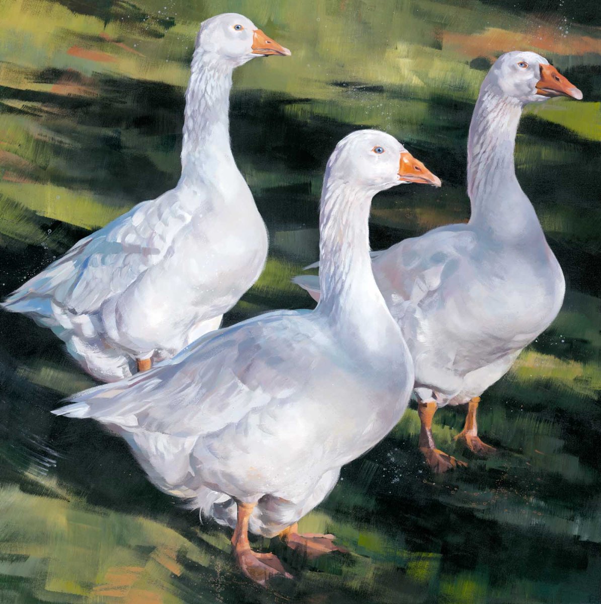 Серый и белый Гусь