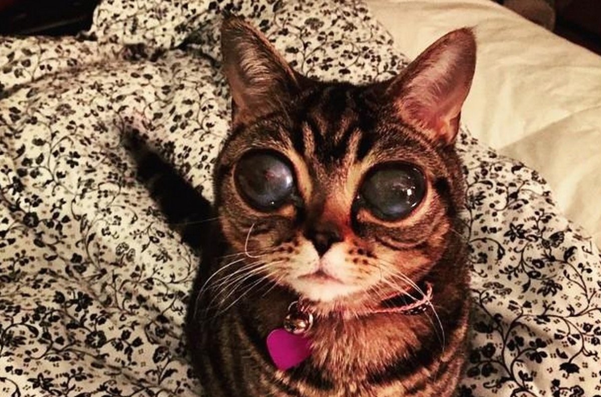 Матильда кошка