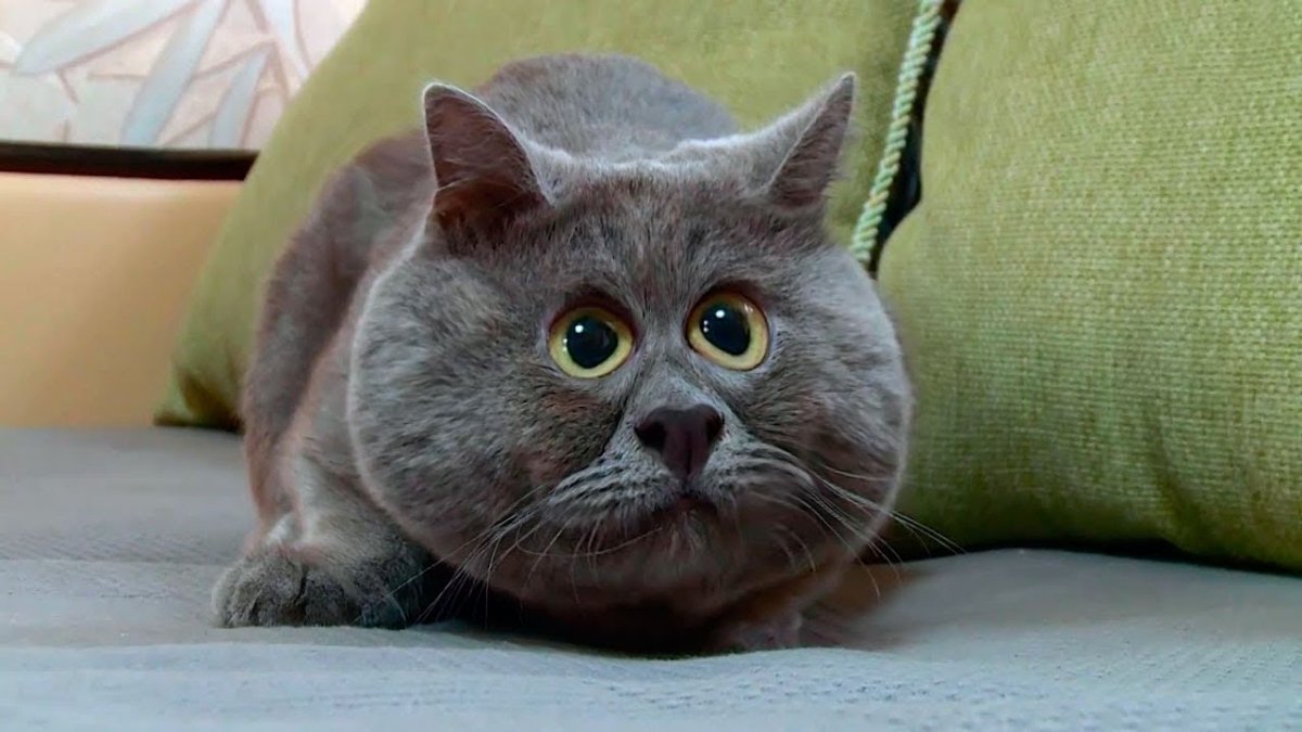 Кот фёдор из Ростова на Дону