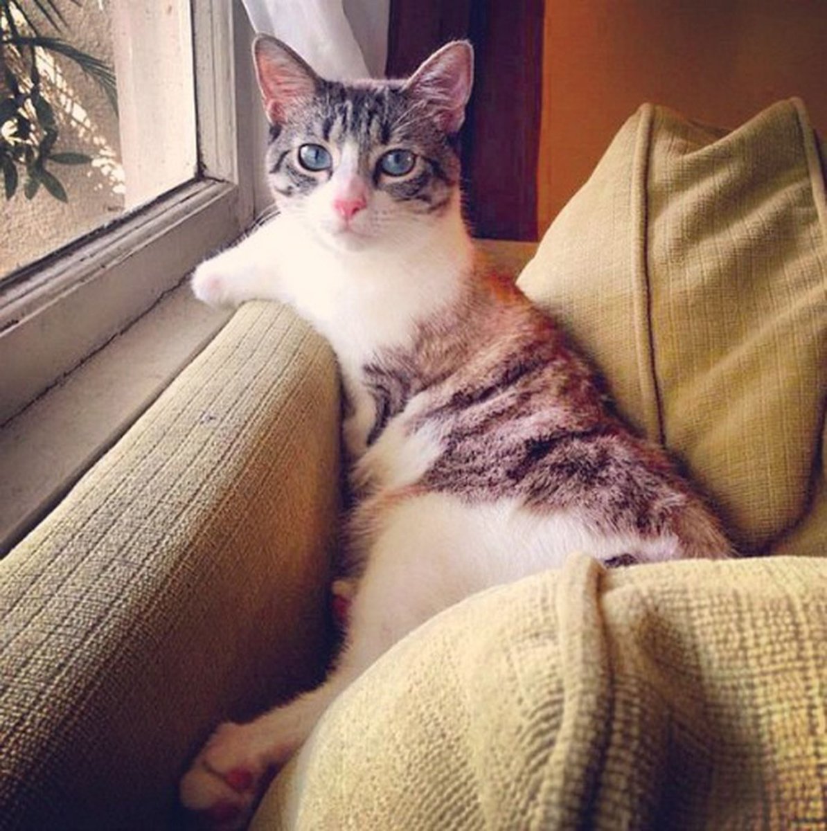 Кот для инстаграма