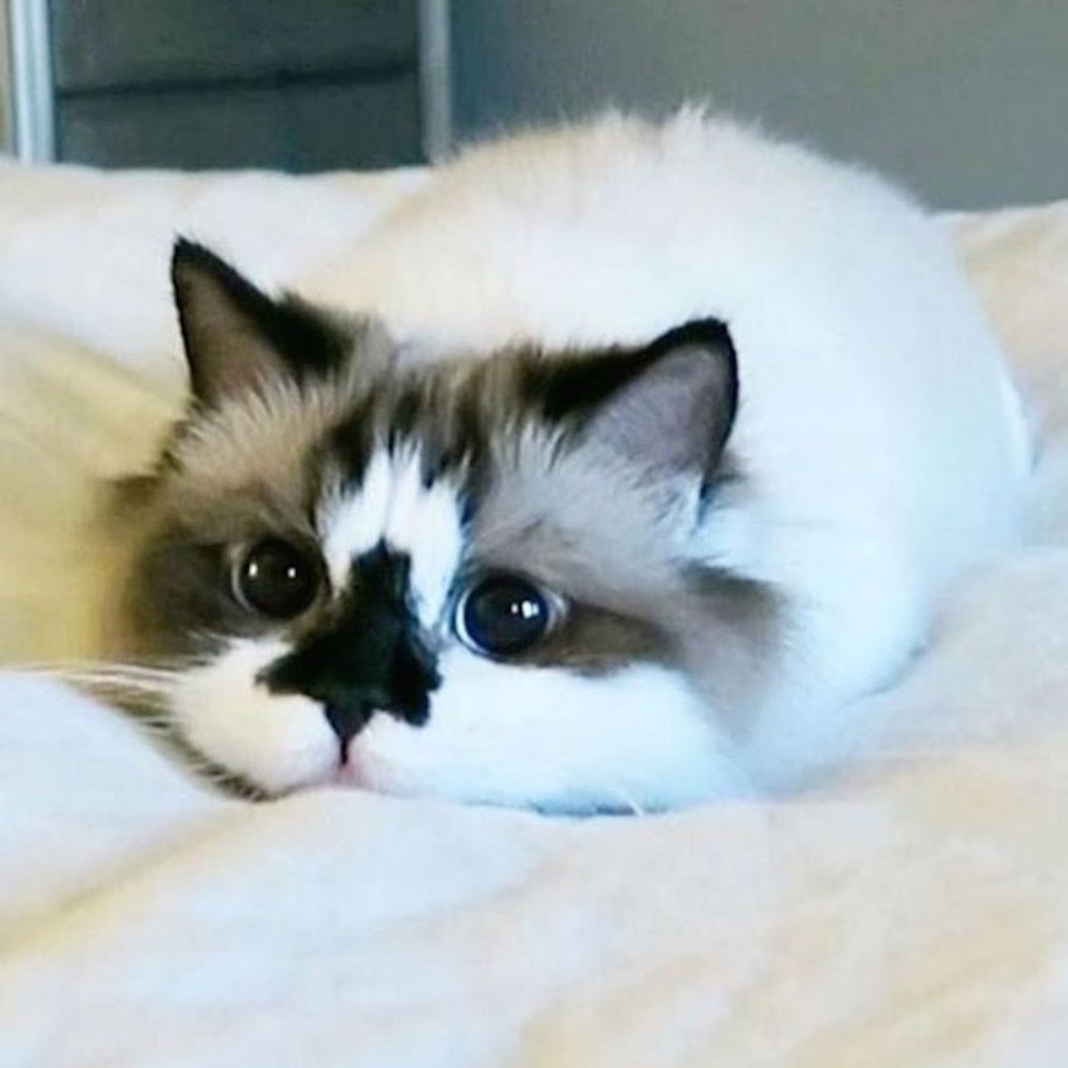 Рэгдолл Манчкин