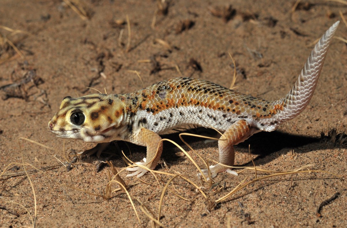 Teratoscincus scincus