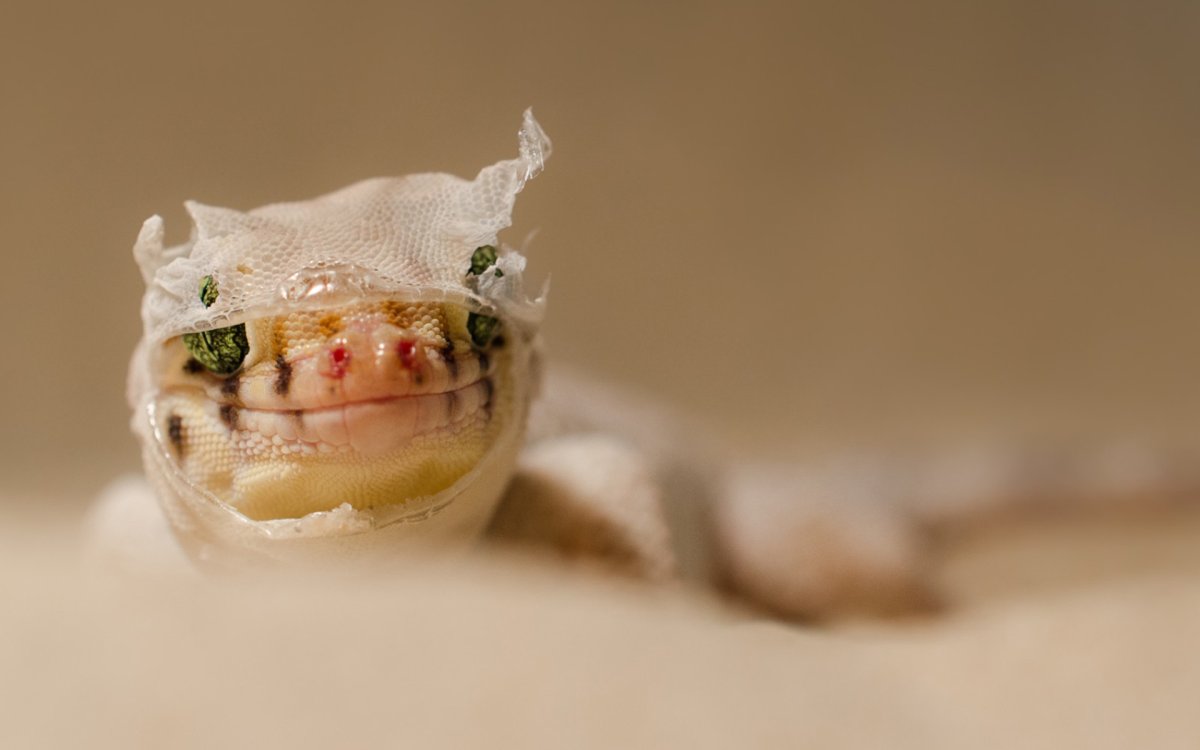 Сцинковые Гекконы